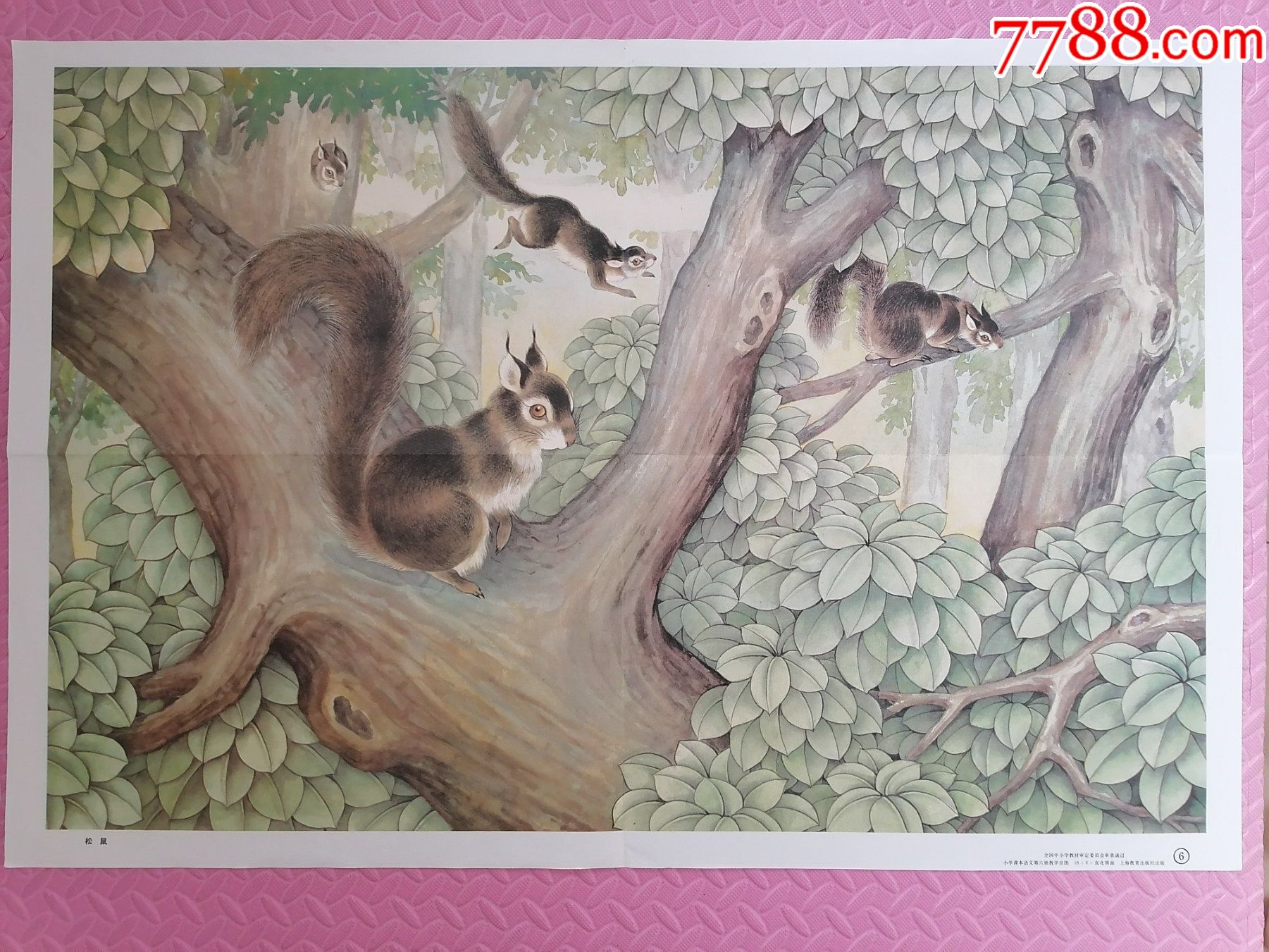 松鼠对开小学语文教学挂图袁兆熊绘画