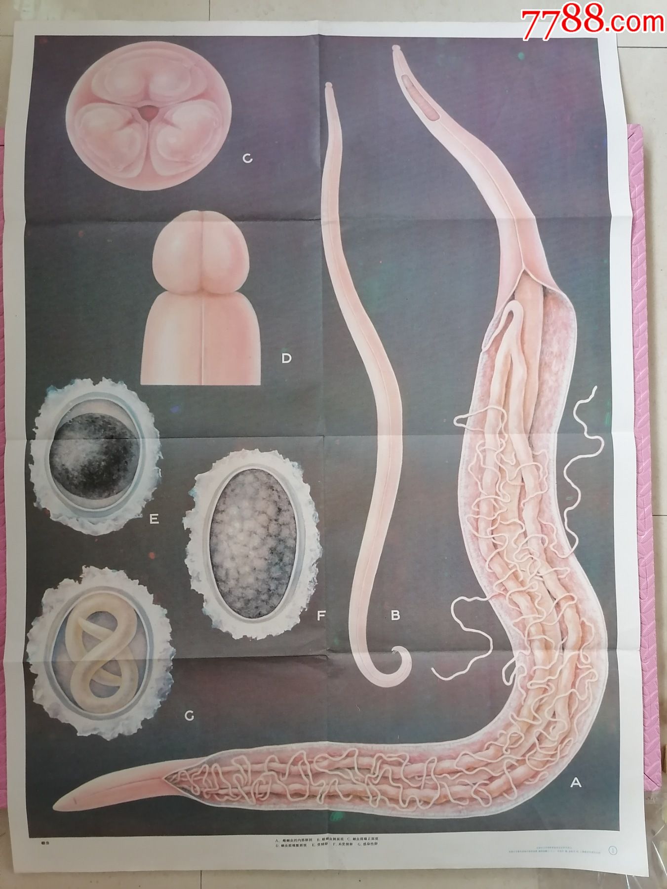 蛔虫全开初中生物教学挂图