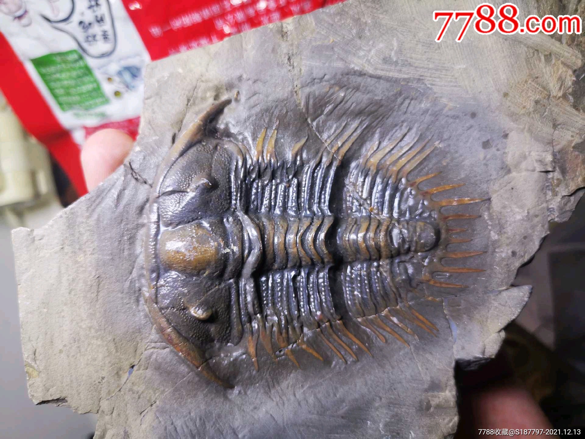 古生物化石 三叶虫化石 王冠 皇冠虫 教学标本 收藏礼品 对开_my蝌蚪莱