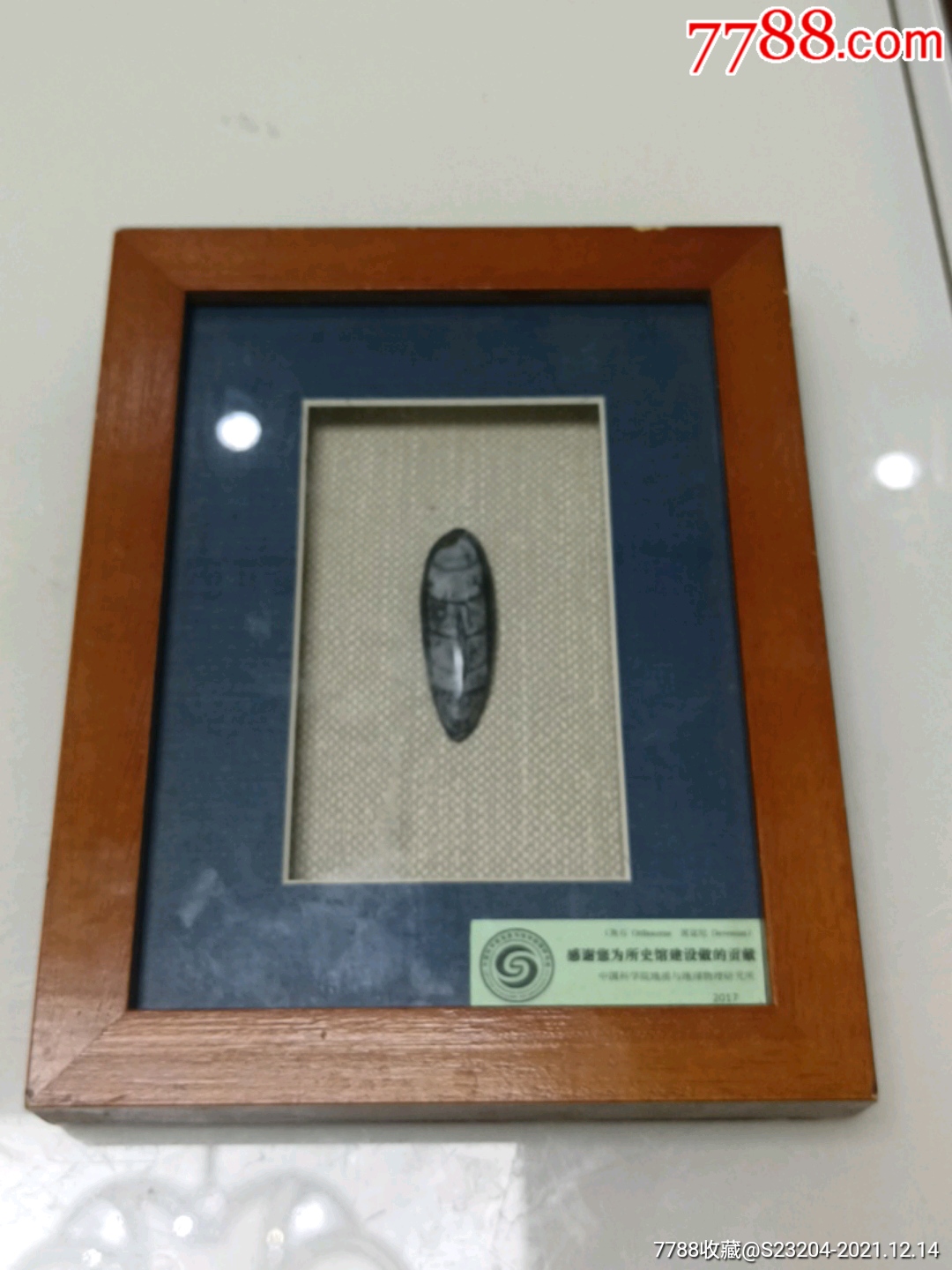 震旦角石化石摆件47厘米