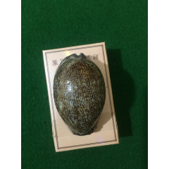  strong>老豹纹螺 /strong>_天然海螺