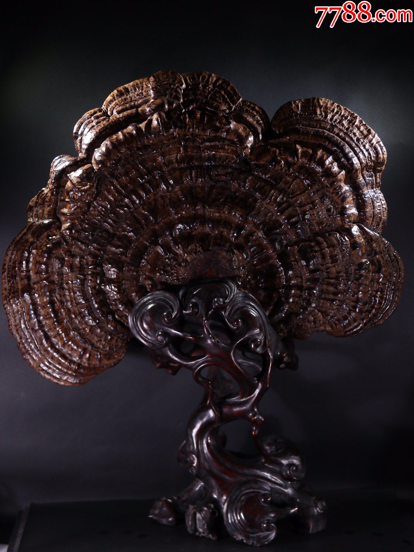 天然树灵芝摆件