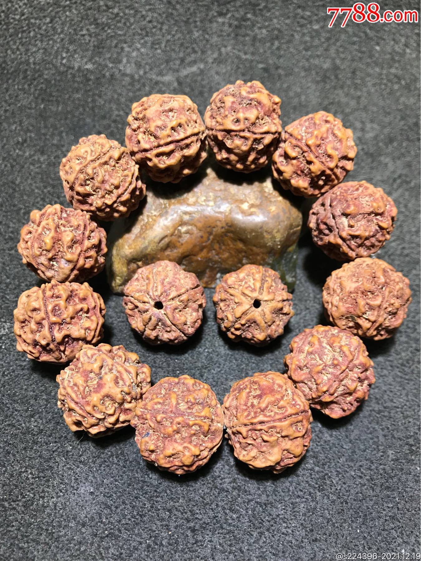 五瓣21门墩爆肉双龙尼泊尔金刚菩提一条