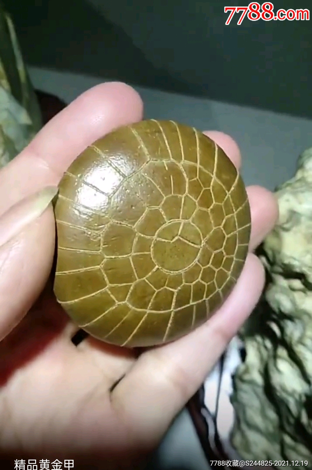 黄金甲阳纹龟纹石几万年形成自然纹路自然型成石