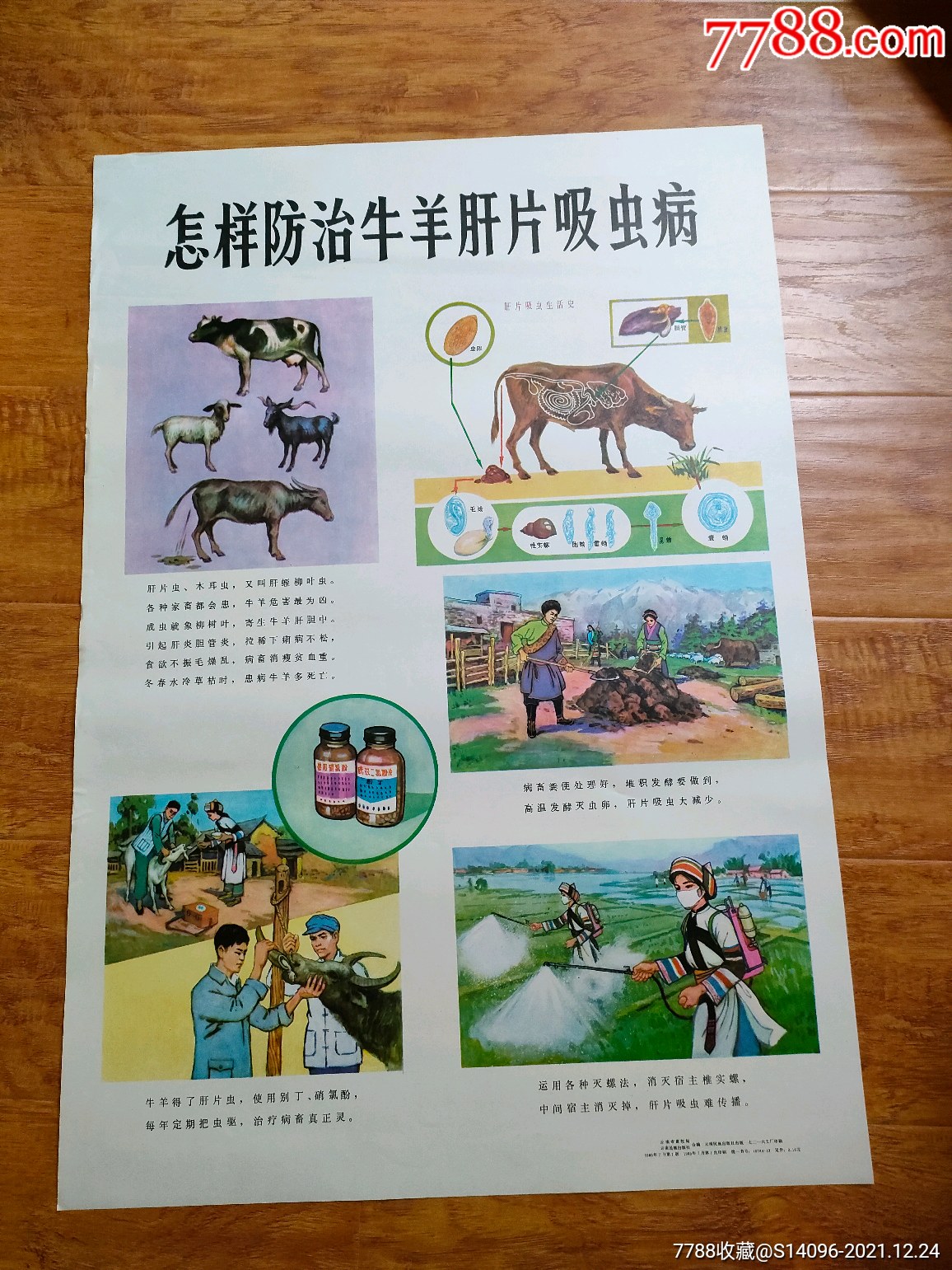 怎样防治牛羊肝片吸虫病对开云南民族出版1983年10张一起卖