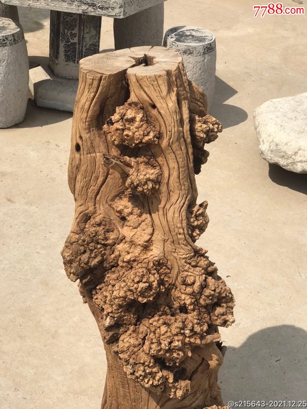 百年风化老树桩自然形成造型独特漂亮尺寸如图尺寸高103最大直径40