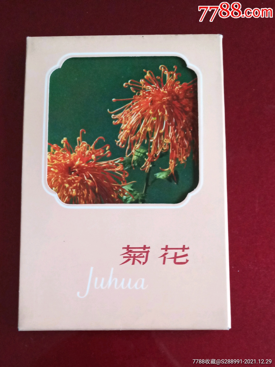 菊花明信片10张