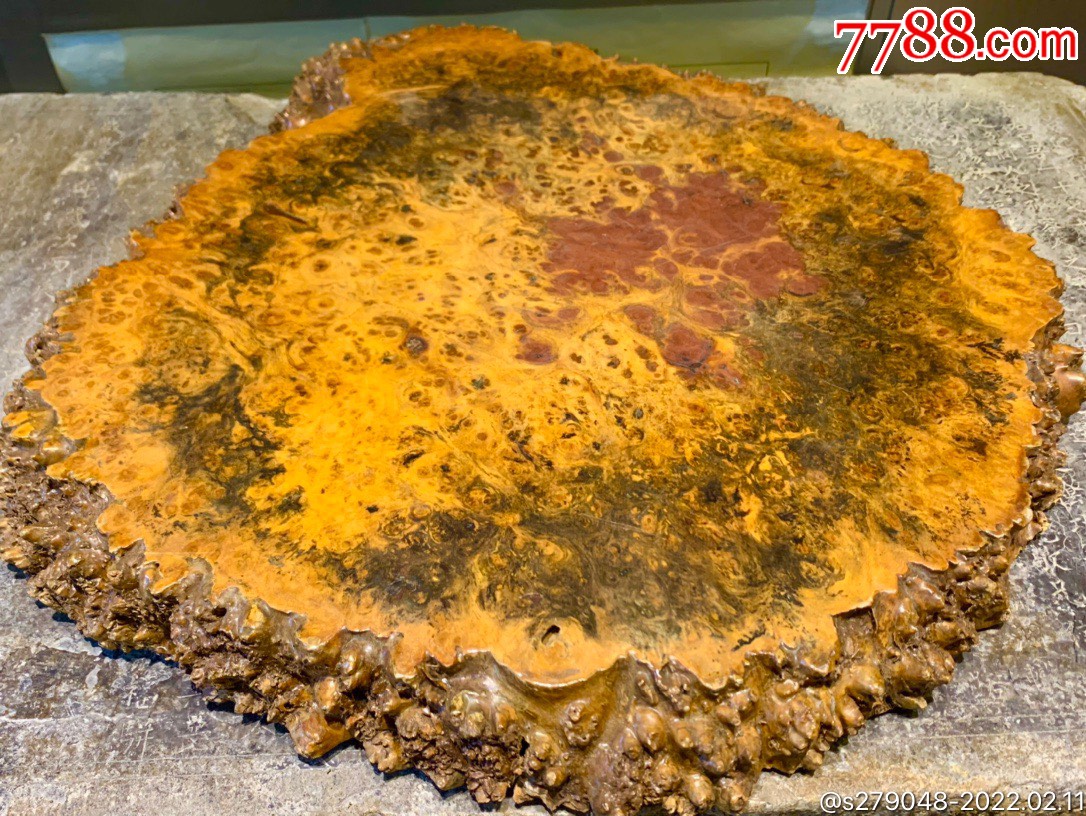 百年老樱木茶台