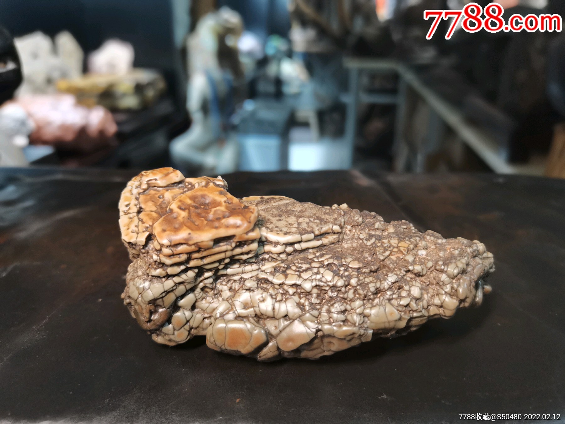 戈壁石马牙石天然造型石沙漠漆风凌石风砺石戈壁玛瑙原石开片老皮手