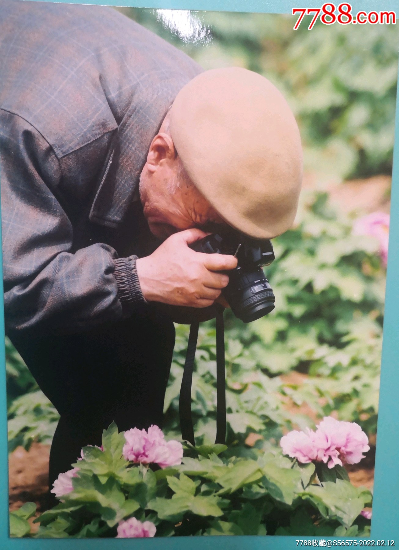 原新华社社长穆青拿起相机拍摄牡丹花_老照片_图片欣赏_收藏价格_7788
