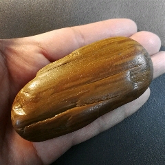 strong>树化玉木化石籽料113克【宝贝尺寸】:长80宽39厚度22毫米左右