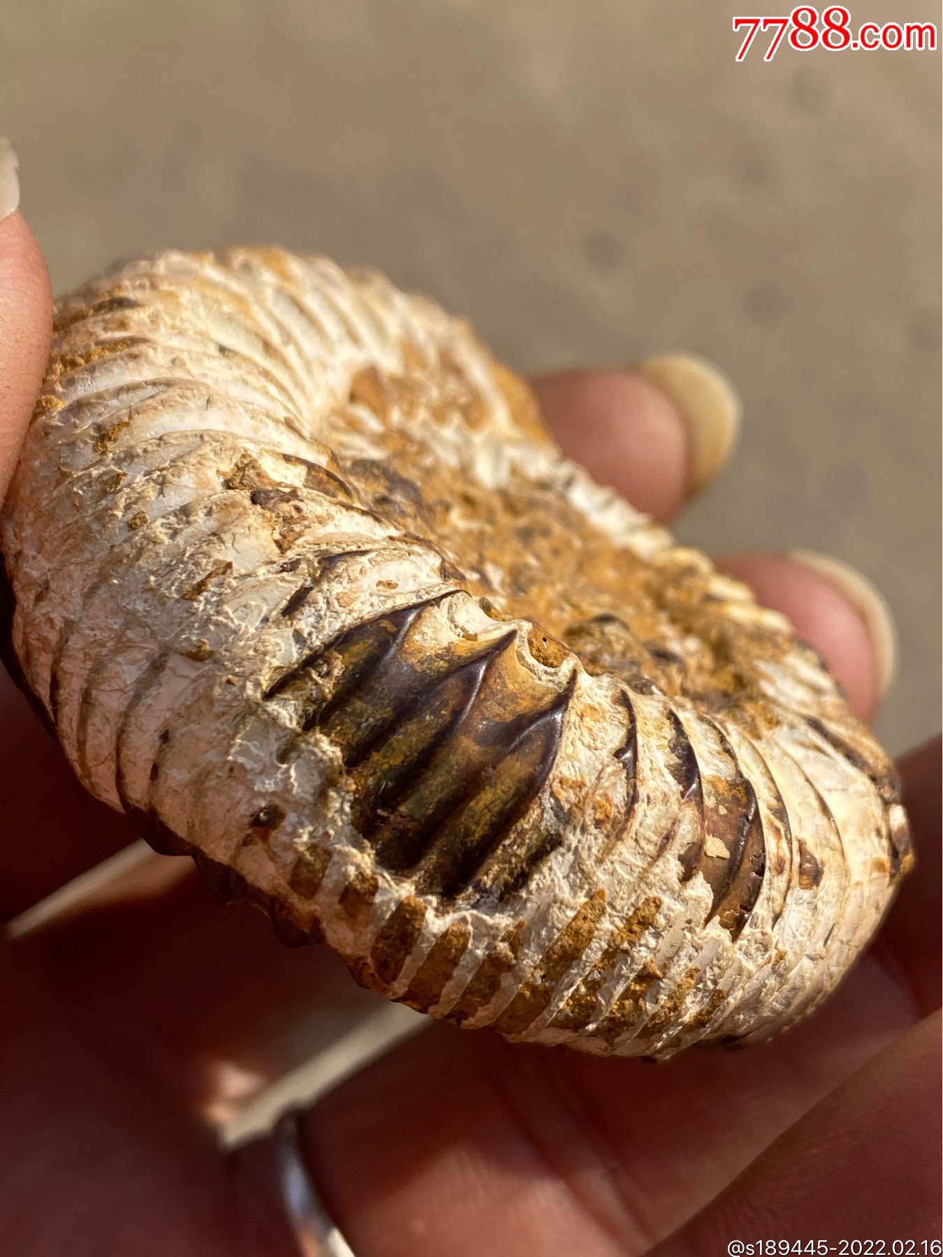 螺化石清理出来会很漂亮品相如图保真保老不议价
