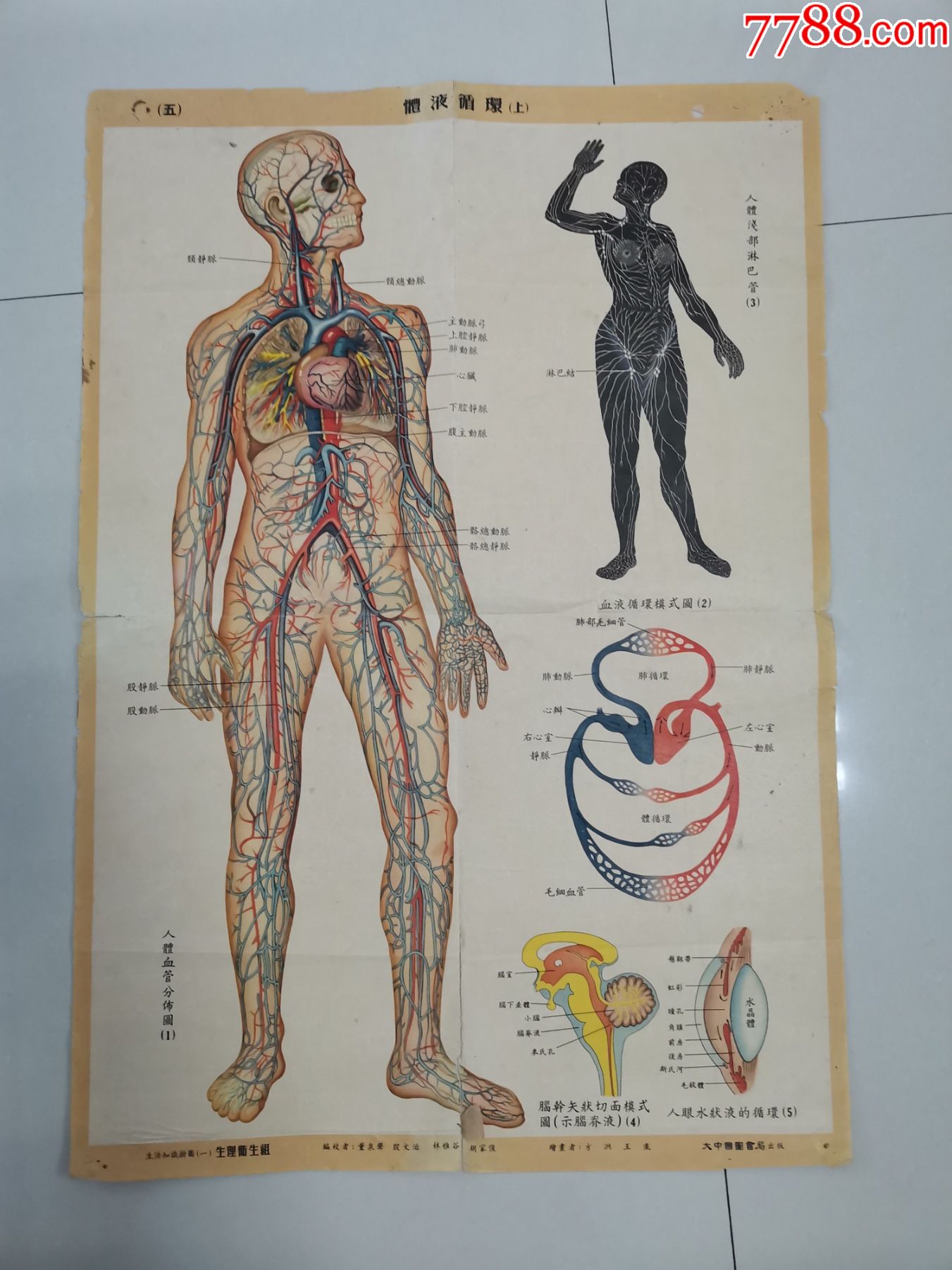 生活知识挂图一生理卫生组五体液循环上