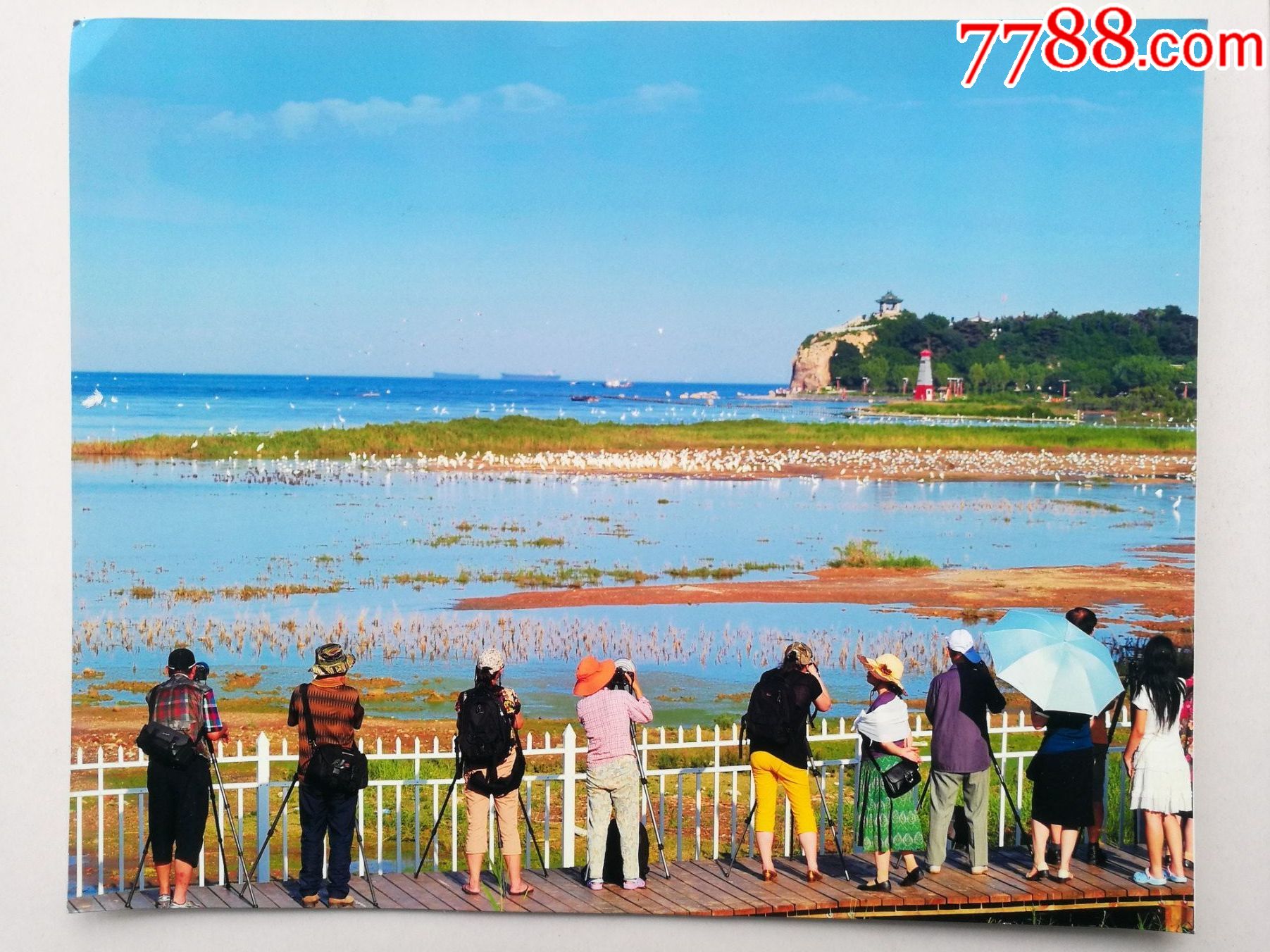 北戴河观鸟湿地-价格:5元-se85513180-老照片-零售-7788收藏__收藏