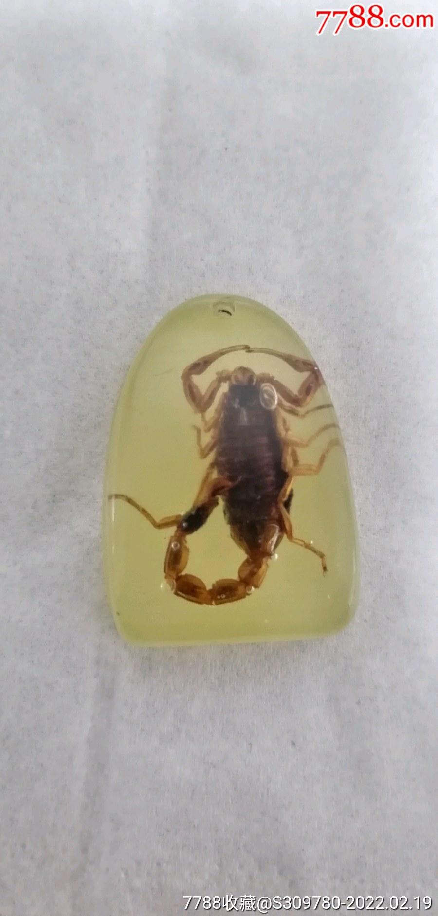 真蝎子人造琥珀2000年以前的琥珀教学标本