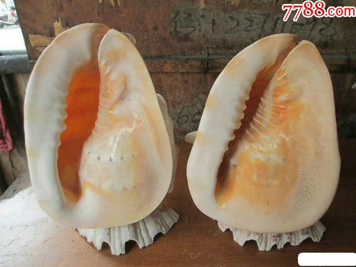 大海螺摆件一对
