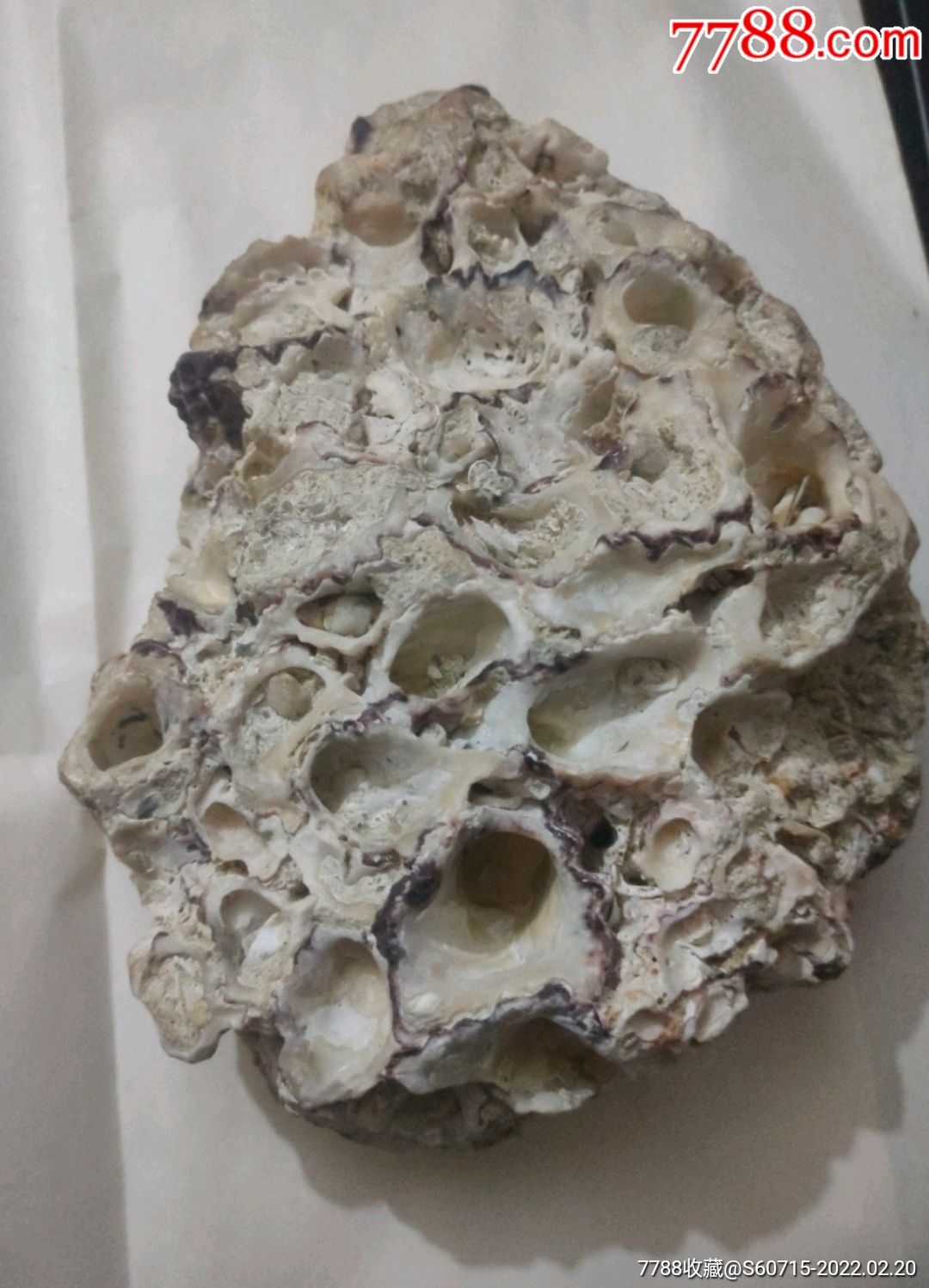 贝壳类化石