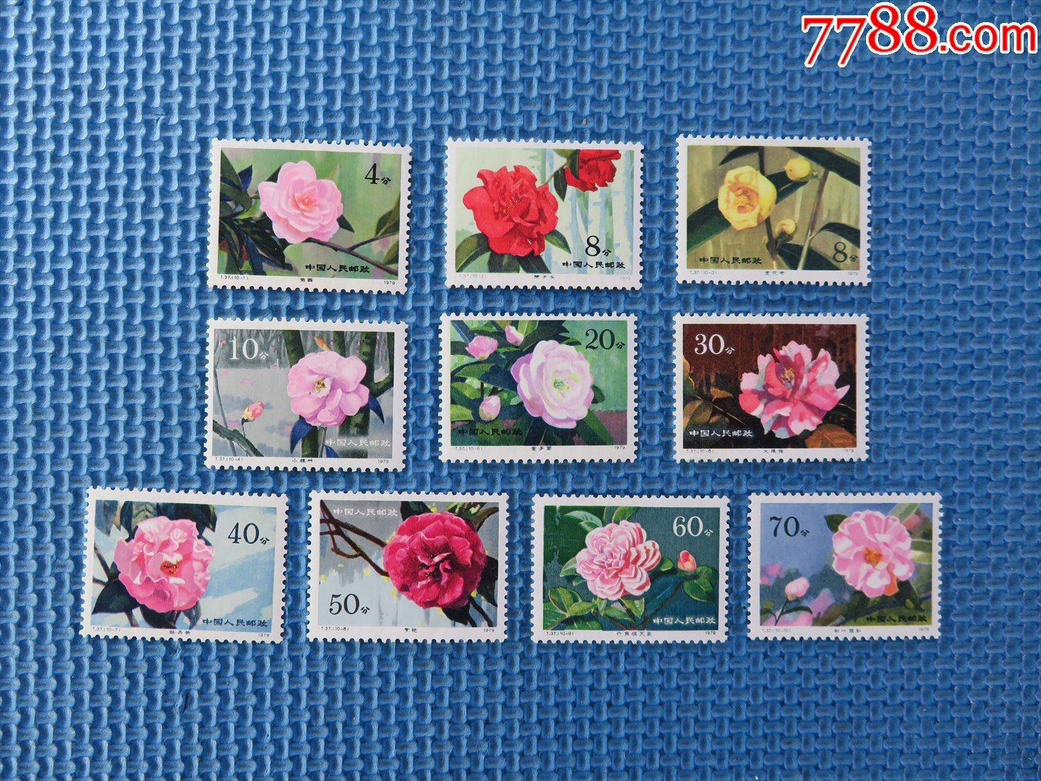 1979年t37山茶花看图和描述品如图一套邮票