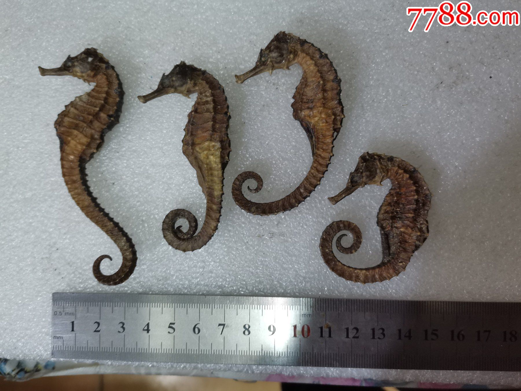 海马4枚_其他标本_图片价格_收藏回收_7788粮票收藏