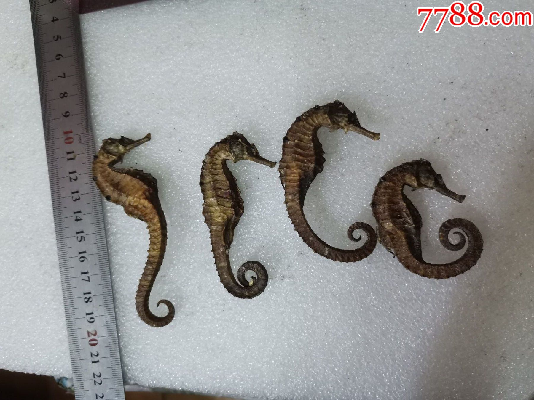 海马4枚_其他标本_图片价格_收藏回收_7788粮票收藏