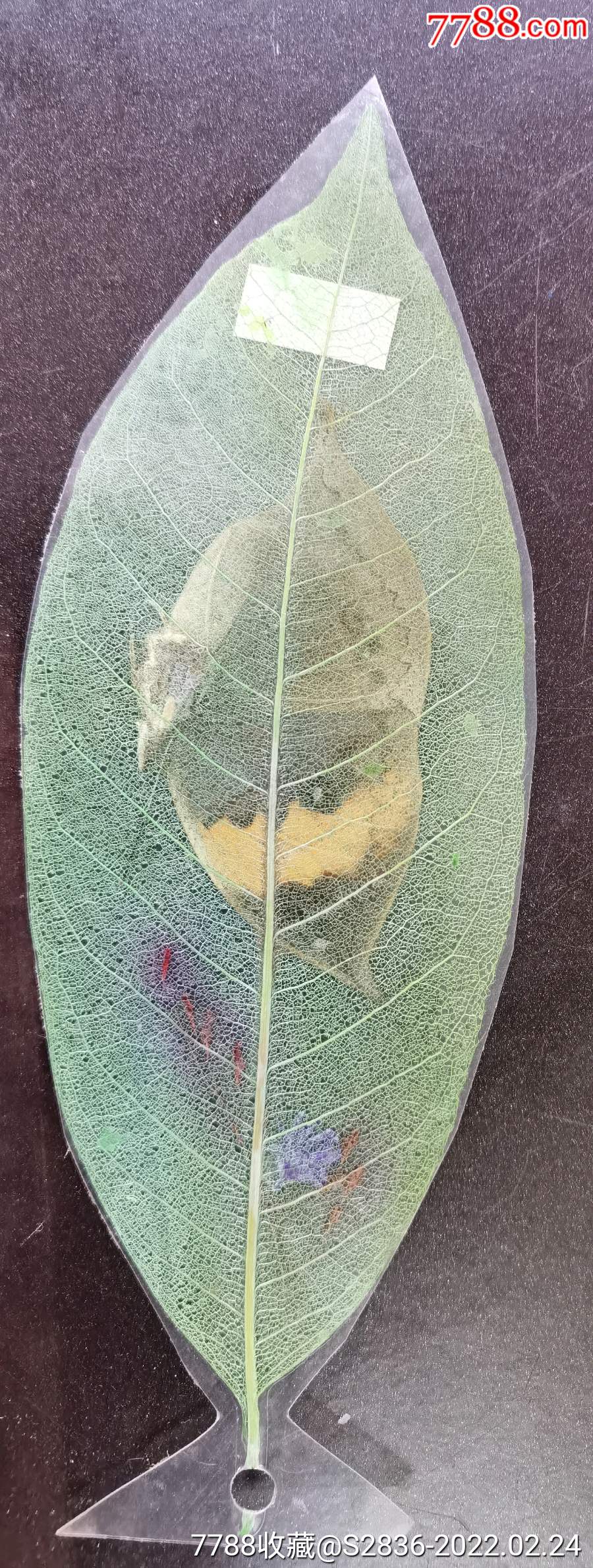 枯叶蝶标本书签峨眉山留念hh200