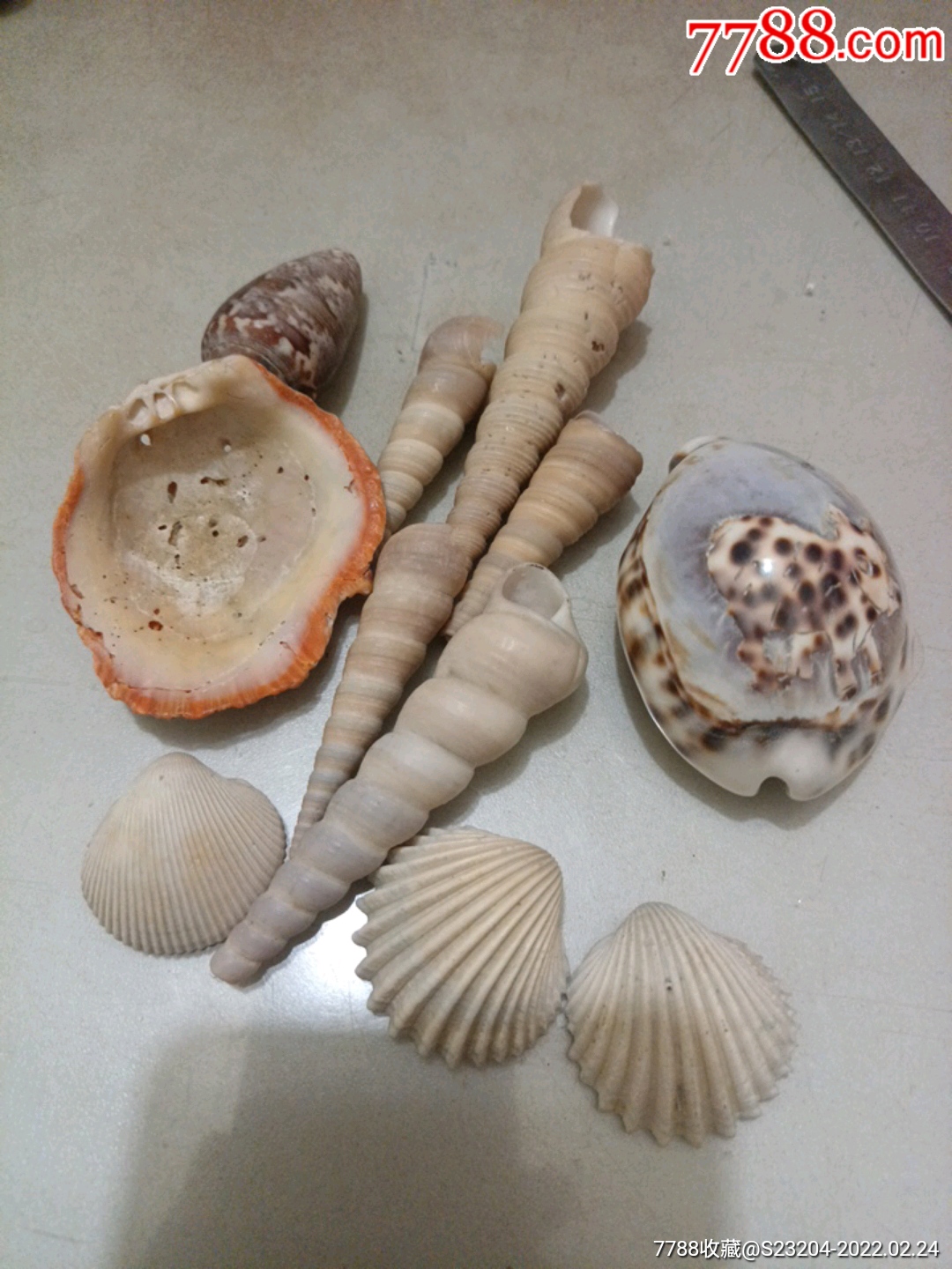 天然虎斑螺雕刻生肖牛及宝塔螺等11个