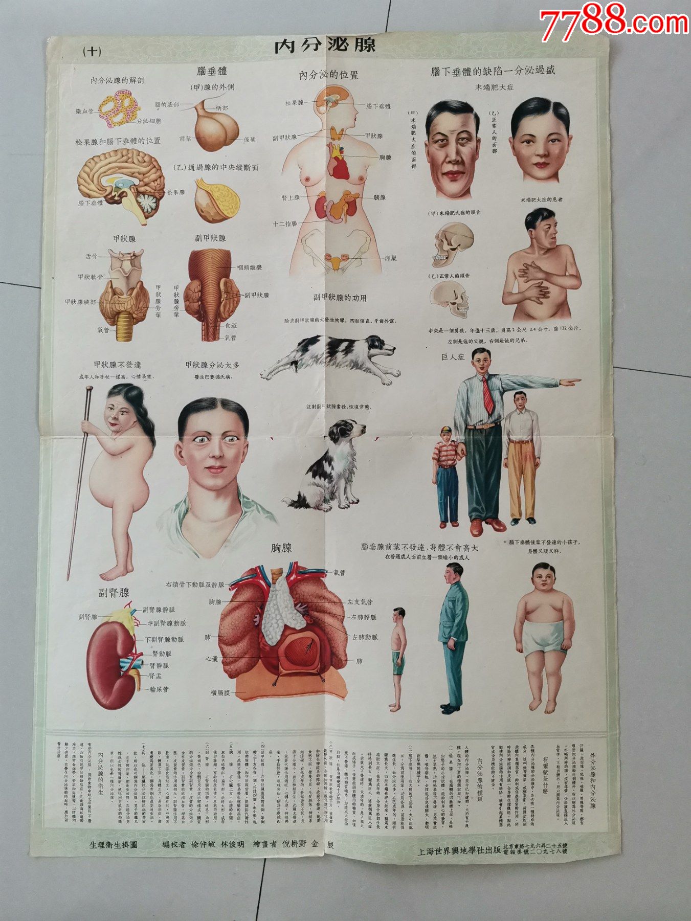 50年代生理卫生挂图内分泌腺上海世界与地学社出版