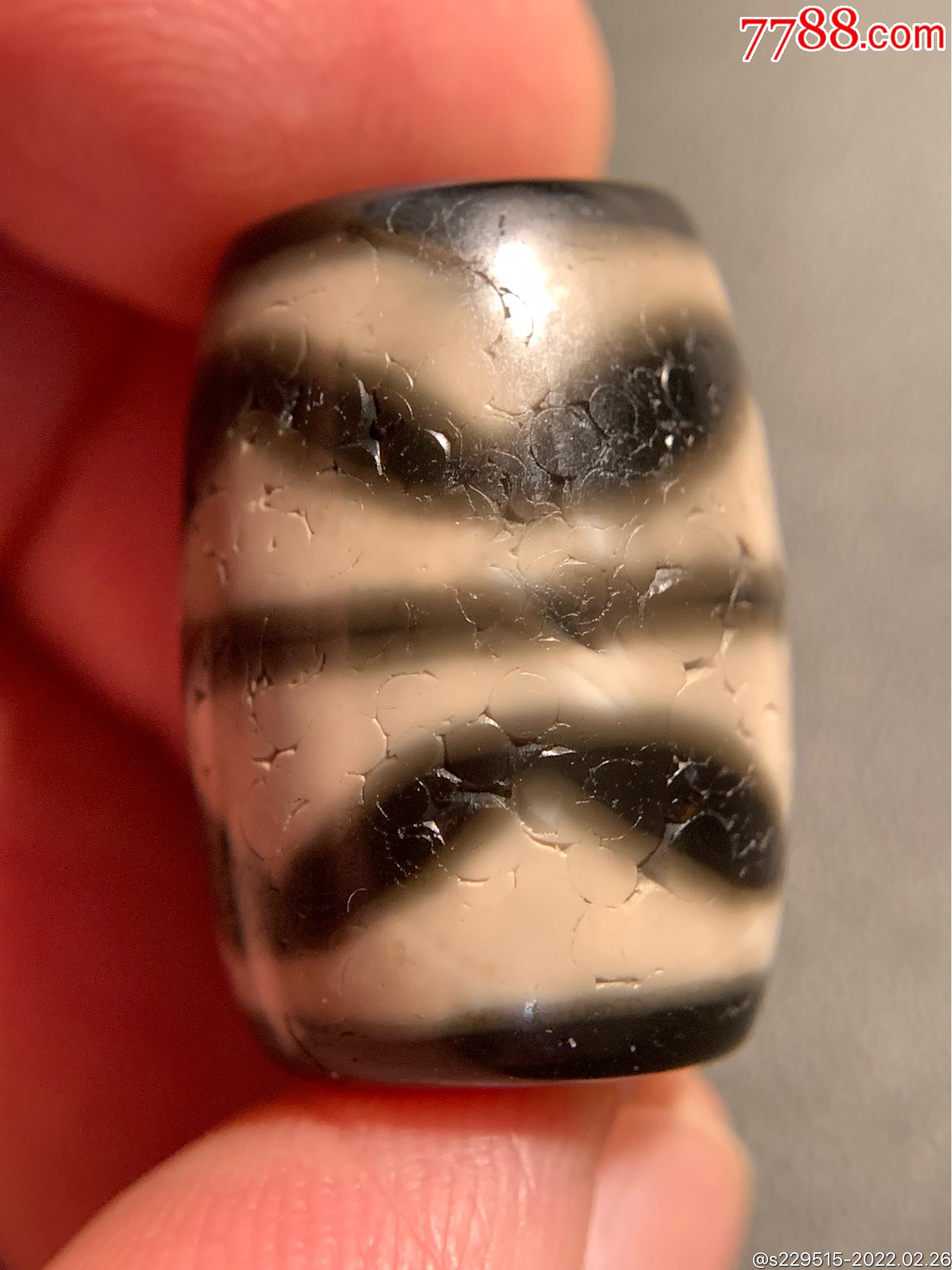 藏传双虎牙达洛天珠226162毫米