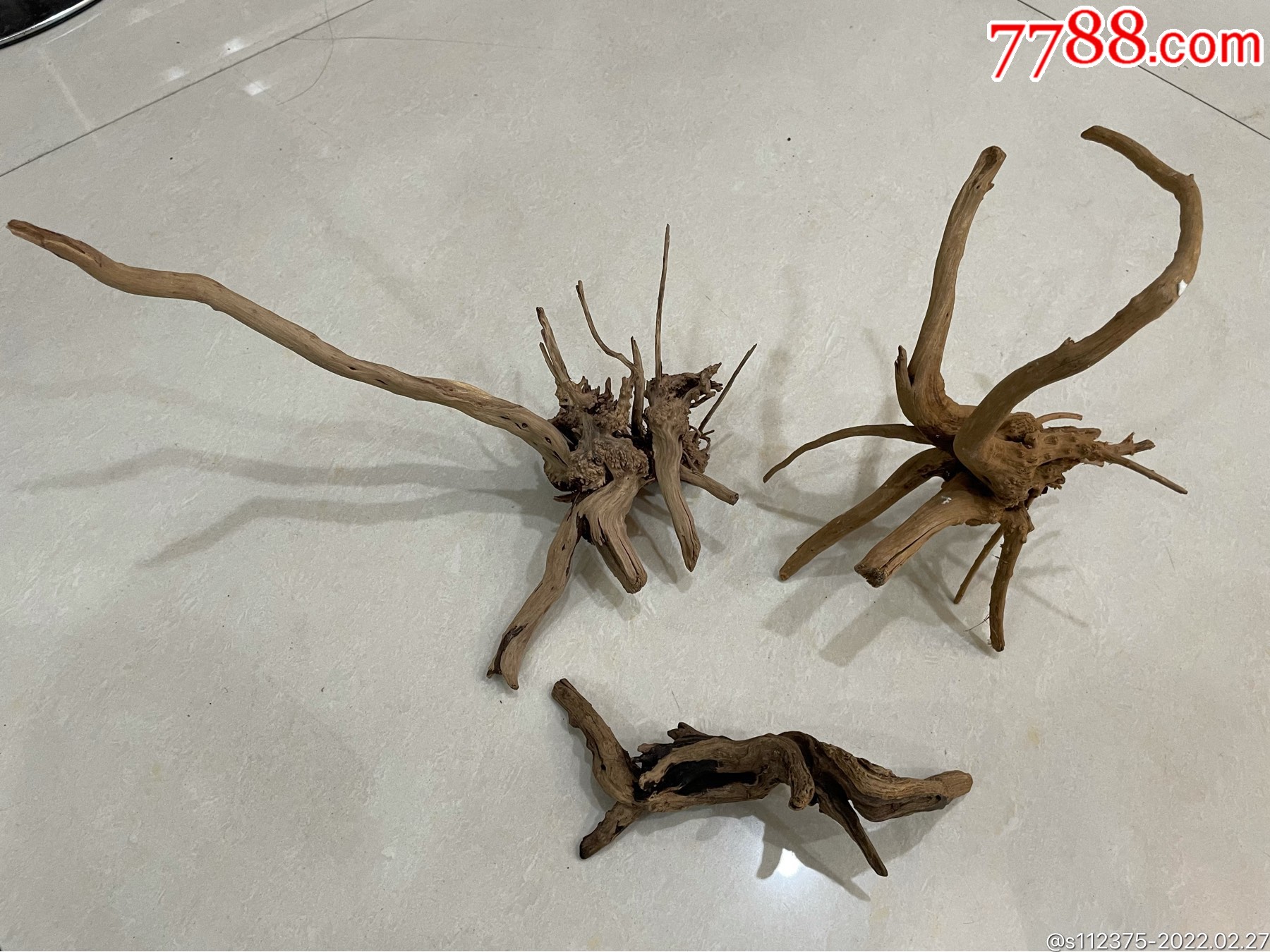 千年太行山老崖柏树根3个