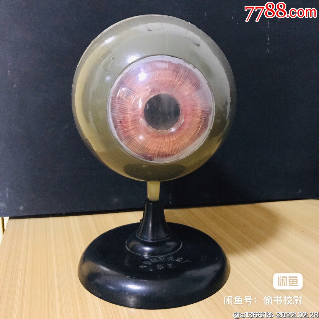 70年代眼球教学标本