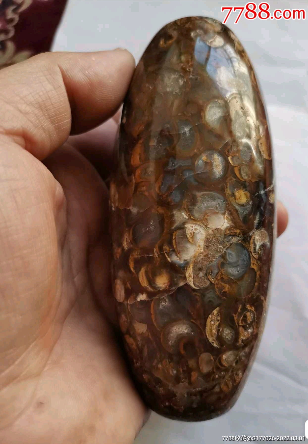 藏传喜马拉雅海螺化石老天珠