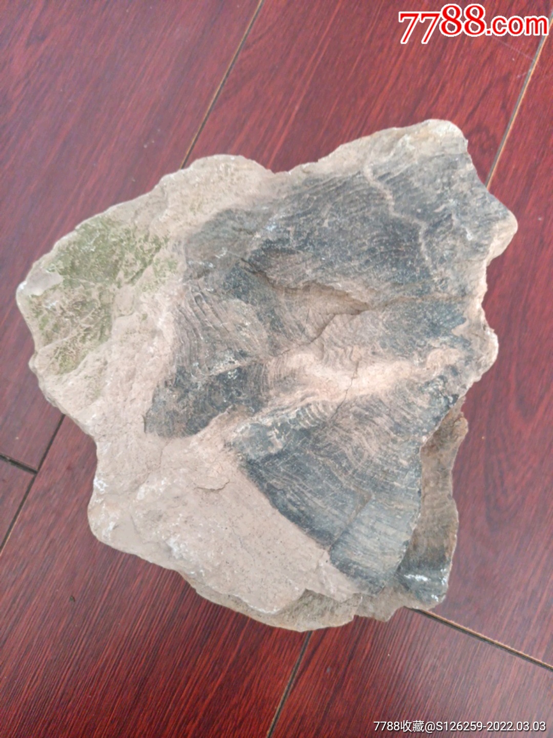 原生木化石