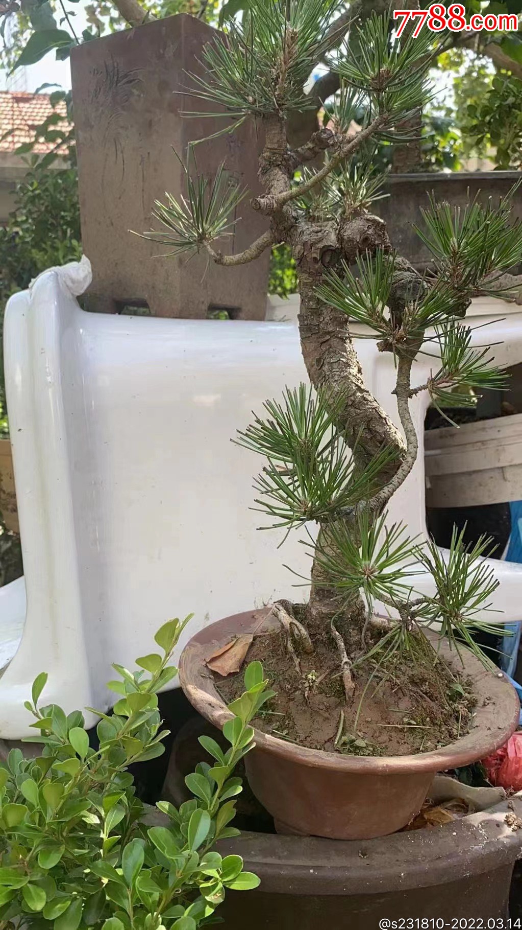 黑松盆景_价格500元_第1张_7788商城__七七八八商品交易平台(7788.