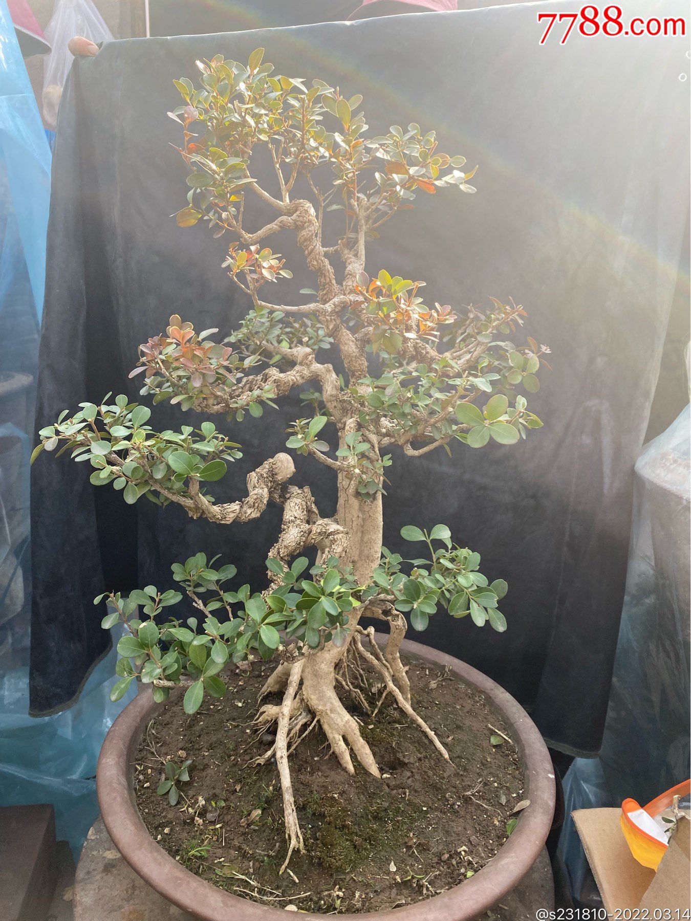 黄杨盆景-价格:2600元-se85913648-盆景-零售-7788奇石收藏