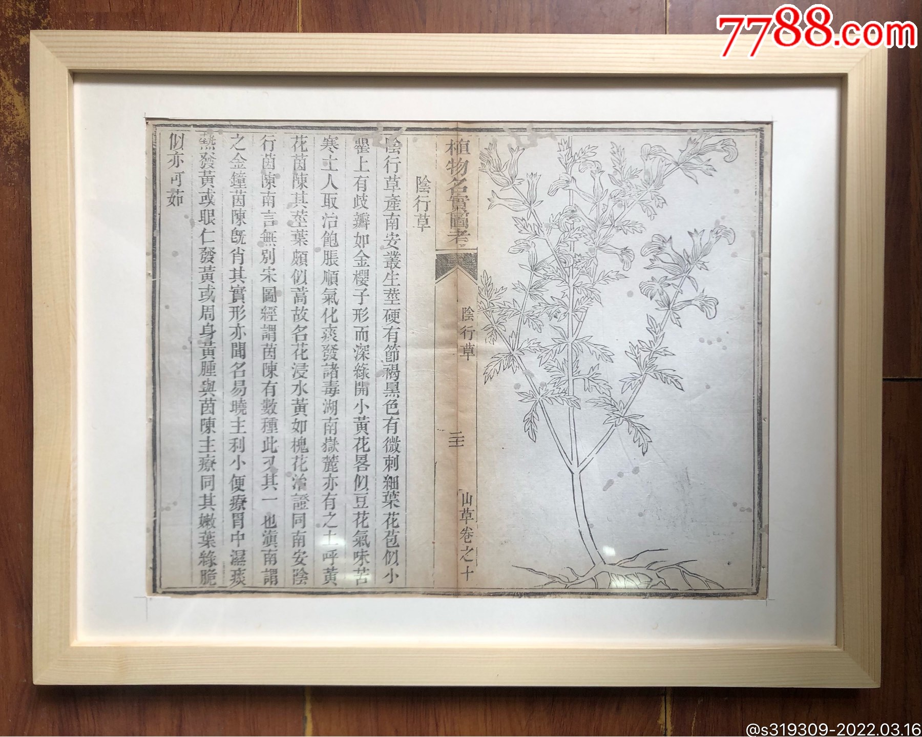 清《植物名实图考》阴行草古藉散叶实木相镜-价格:320元-se85995177-古籍/善本-零售-7788收藏__收藏热线