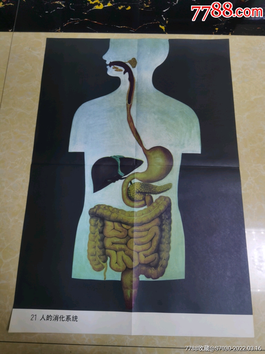 人体的消化系统-价格:15元-se85956486-教学挂图-零售-7788收藏__收藏