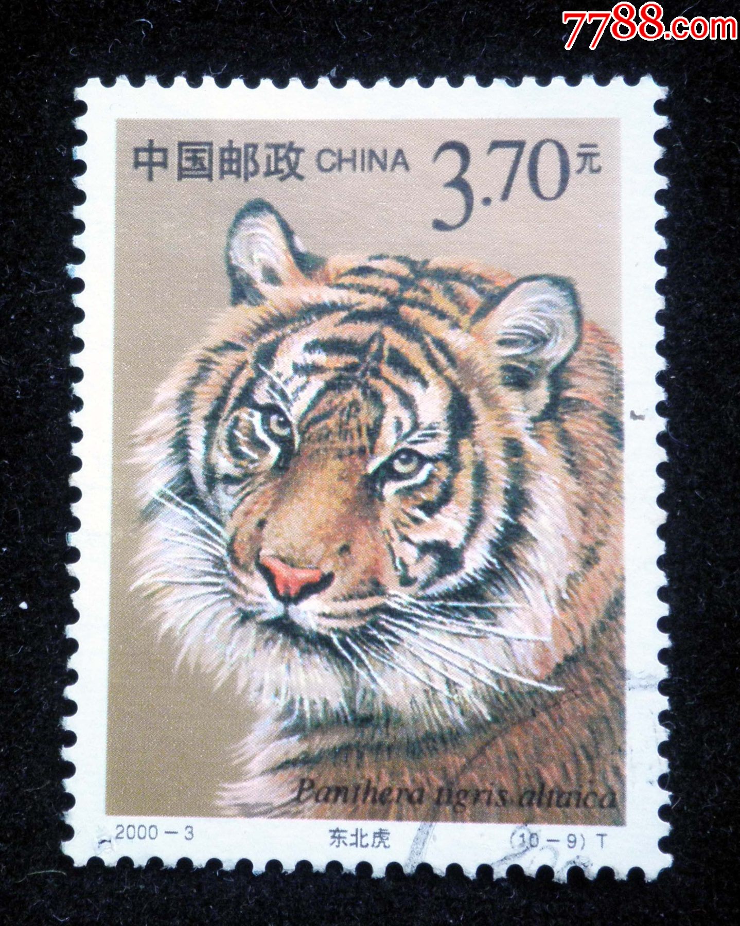 邮票设计画老虎图片
