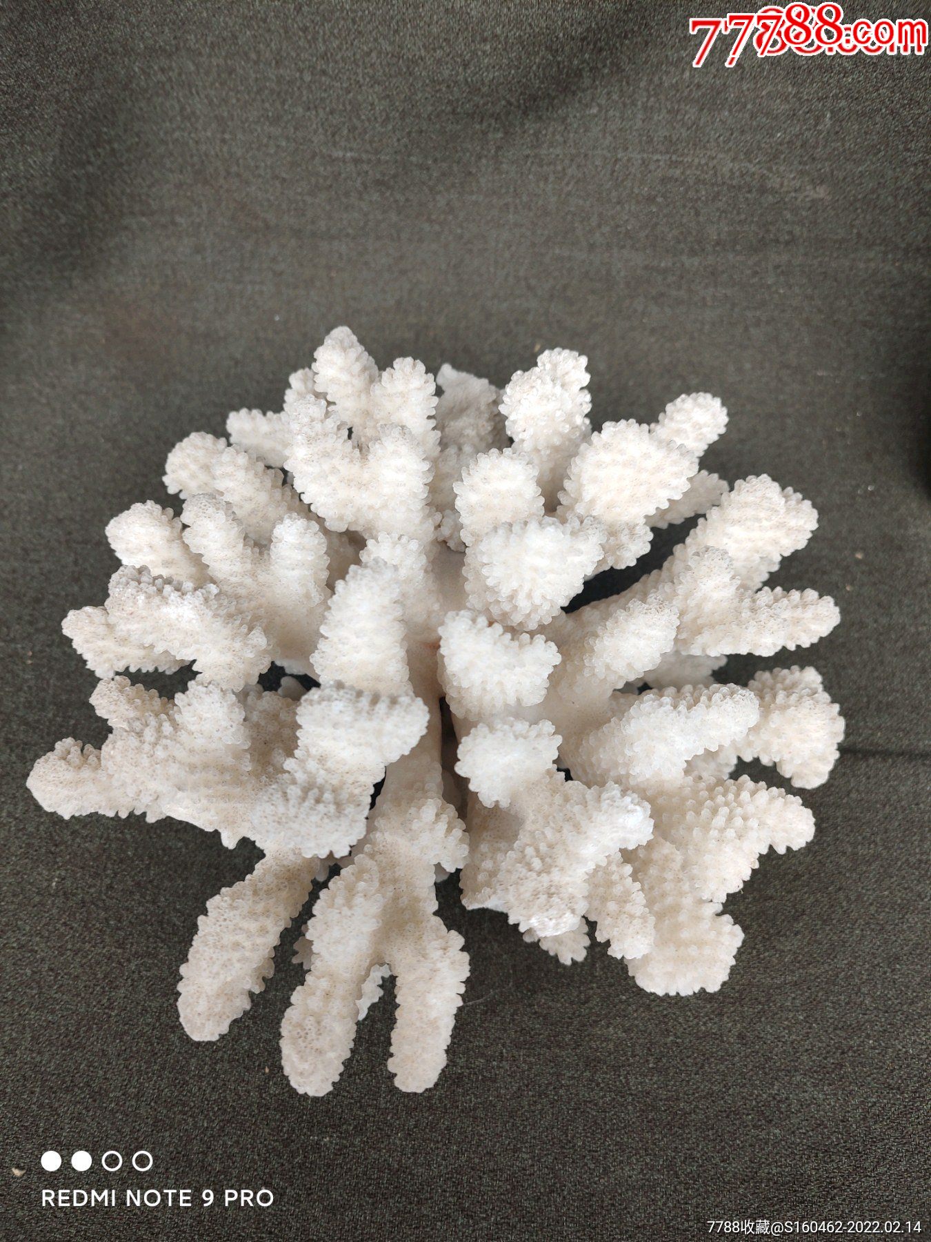 漂亮的珊瑚礁花摆件