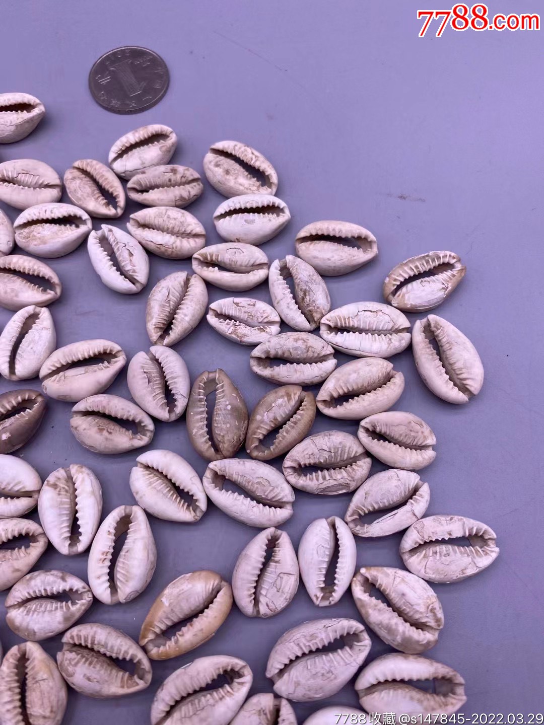 浏览量:备注:美品老贝币100枚,品相如图,200包快递简介:先秦,贝类货币