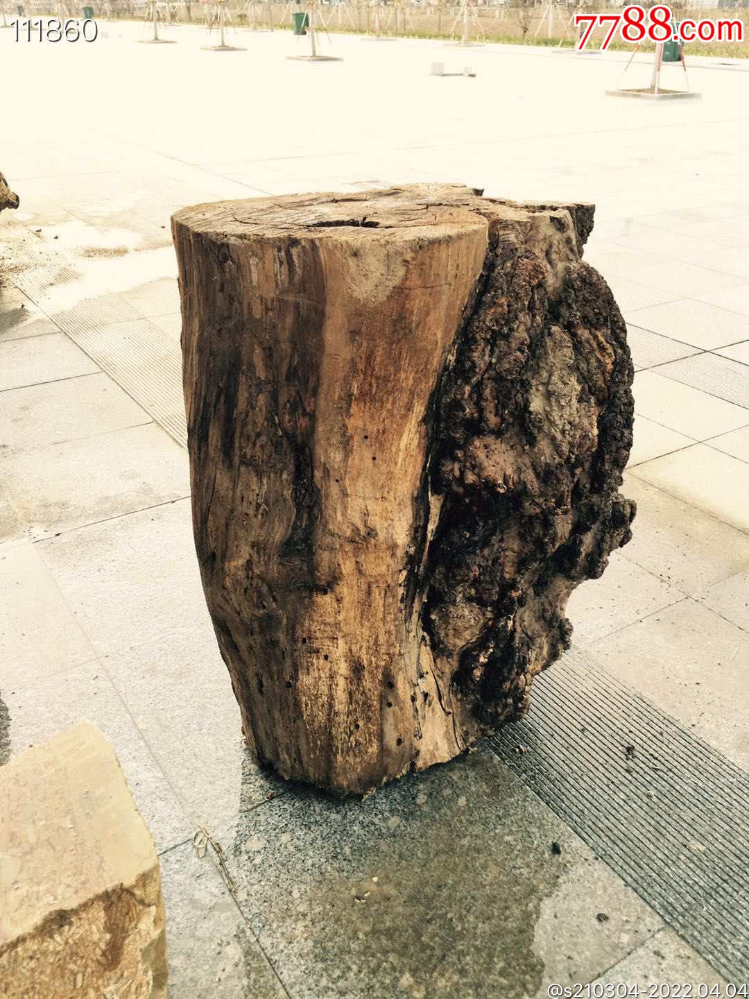 千年楠木树瘤花架原生态满身疙瘩漂亮霸气可做花架