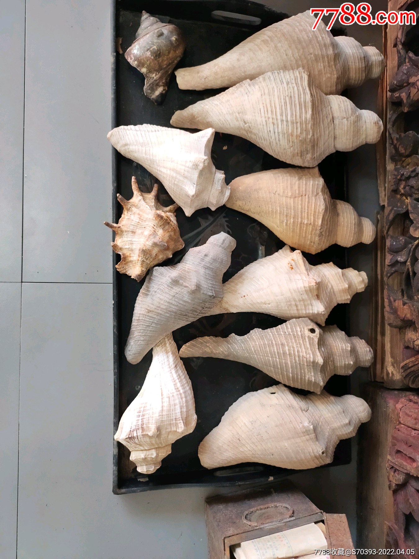 清代民国响螺法螺一堆一枪打