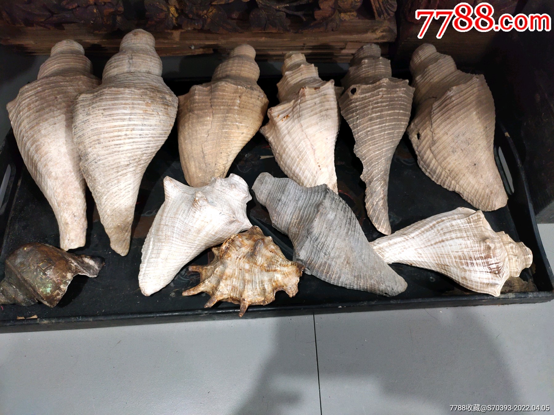 清代民国响螺法螺一堆一枪打