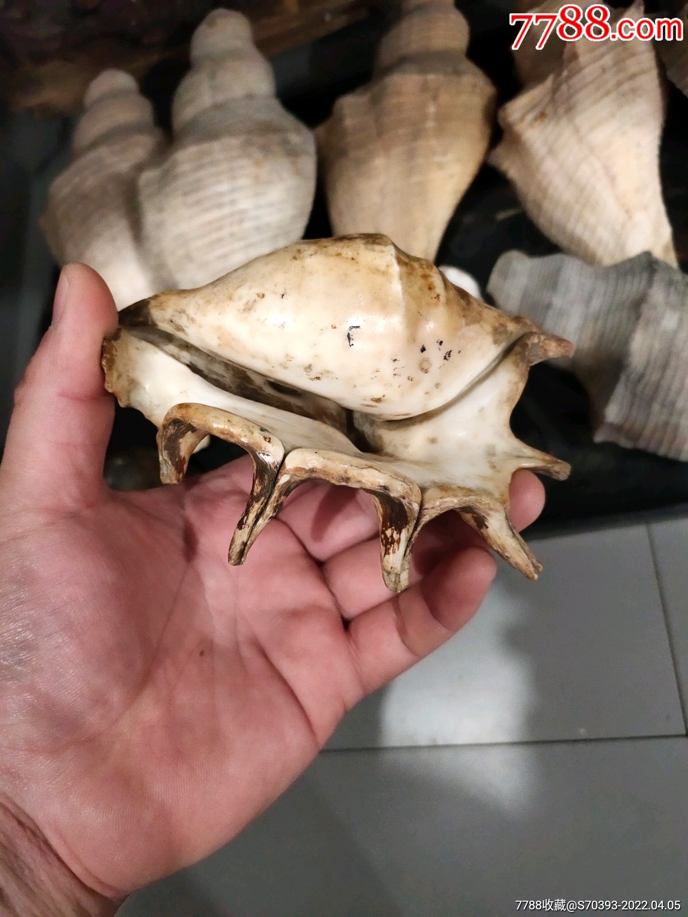 清代民国响螺法螺一堆一枪打