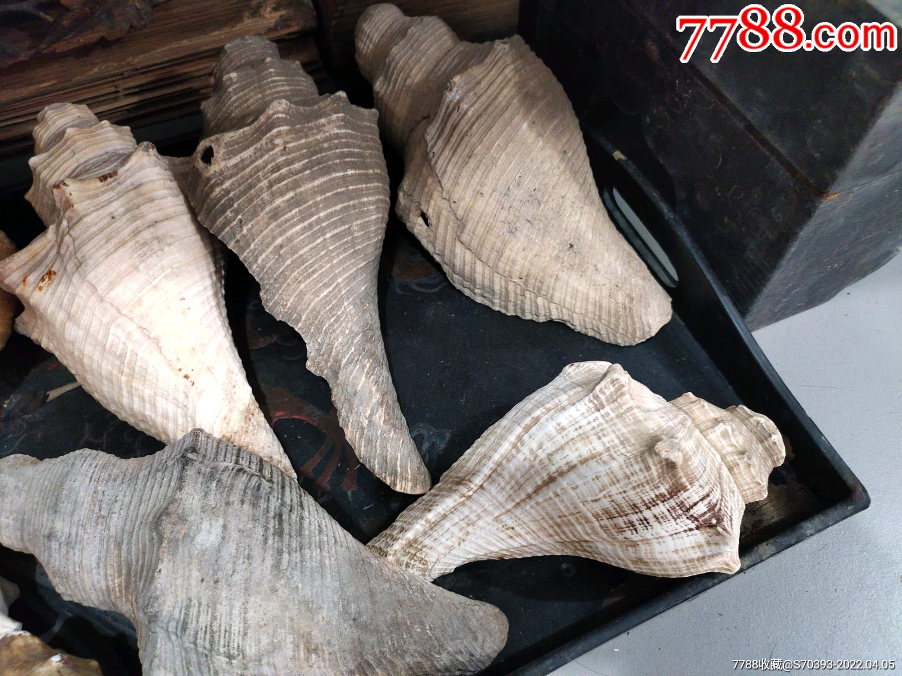 清代民国响螺法螺一堆一枪打