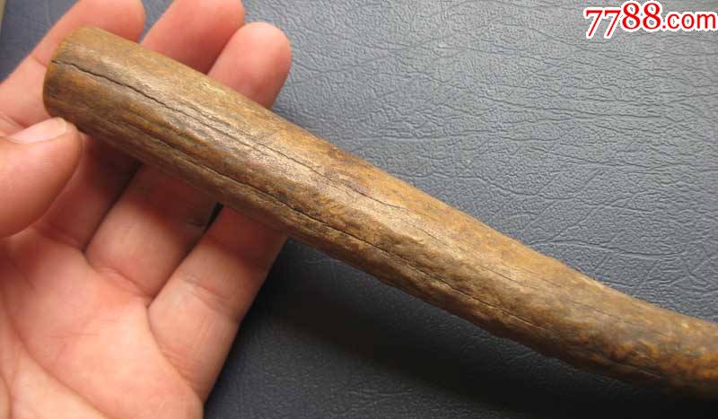 清代老鹿角一根