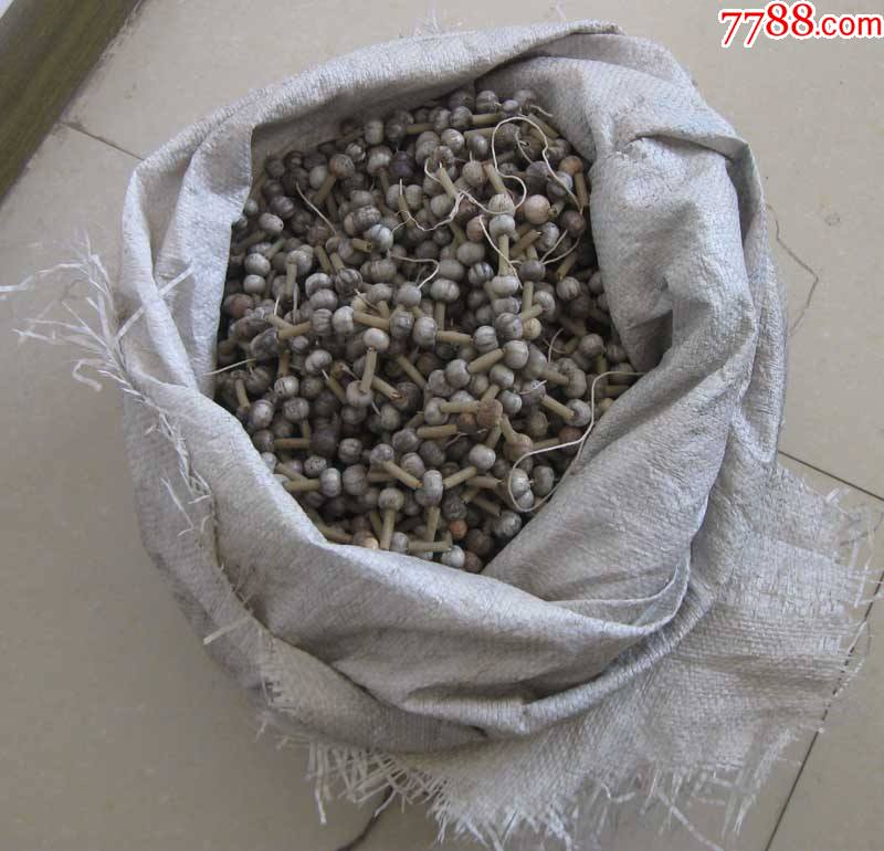 老桃黍子草珠子