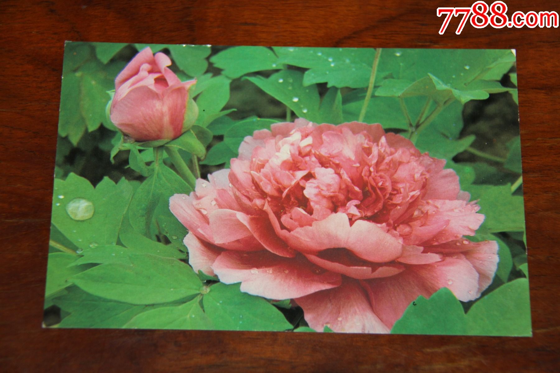 牡丹花邮资明信片