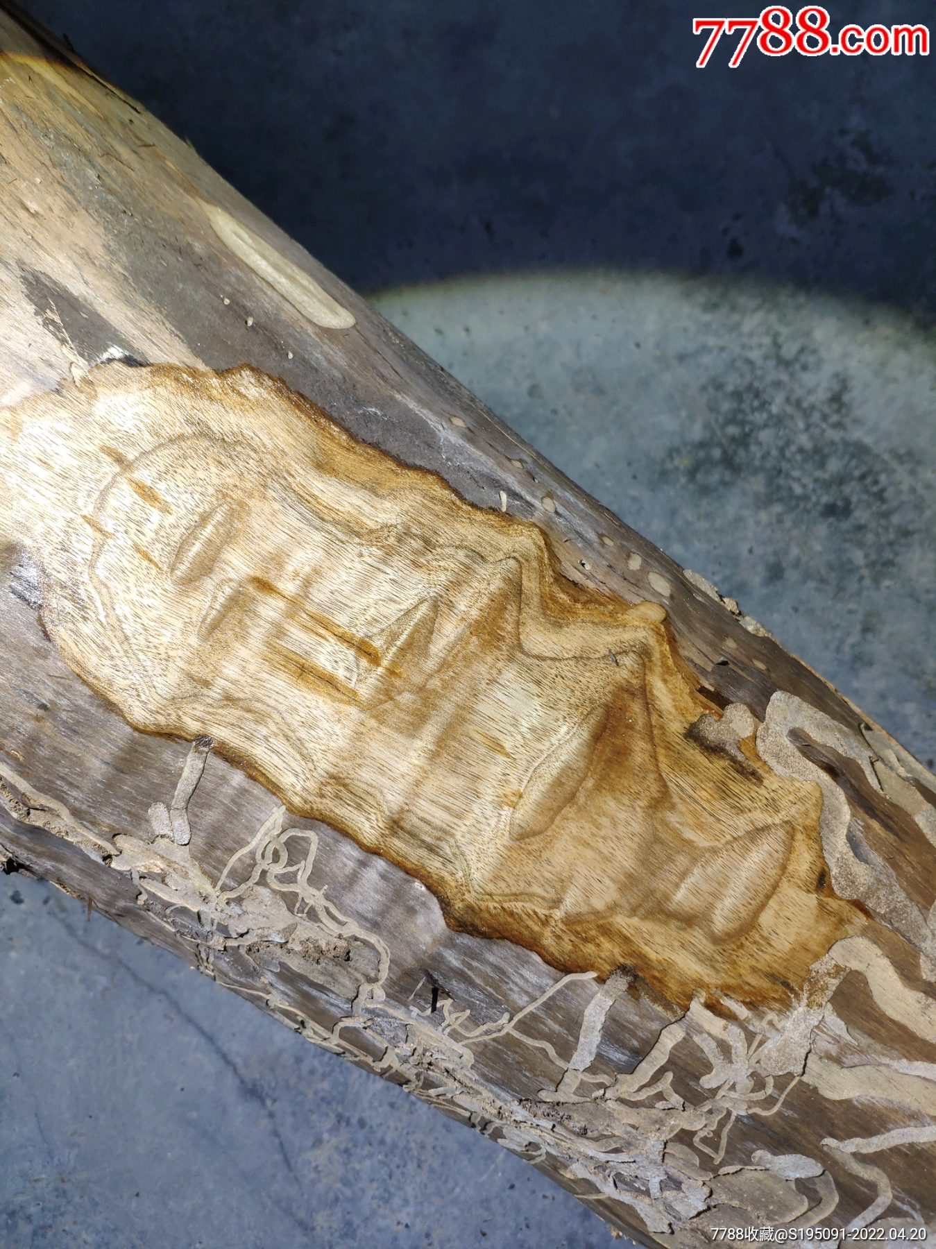 76斤重金丝楠原木老料