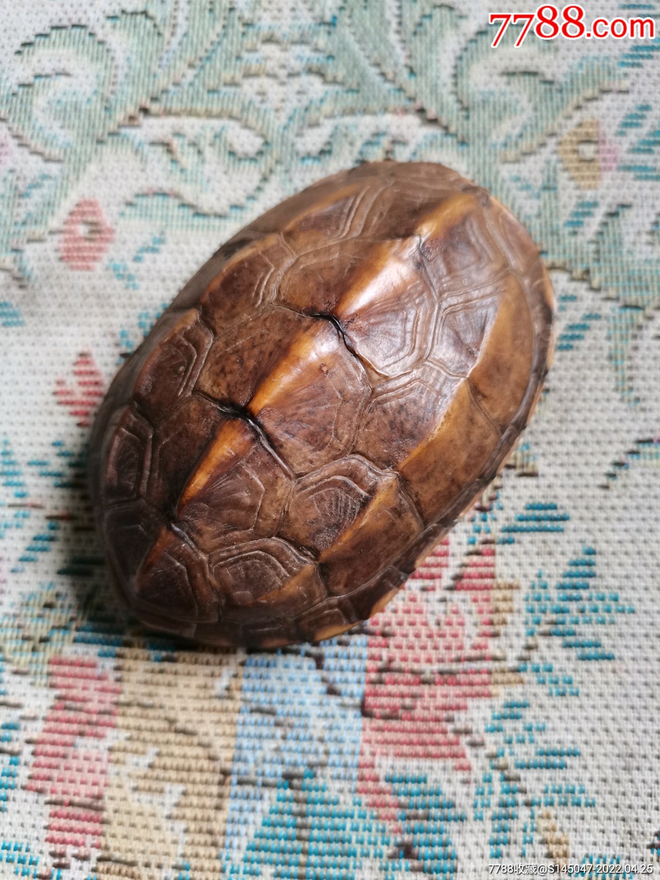 民国老龟壳富甲一方