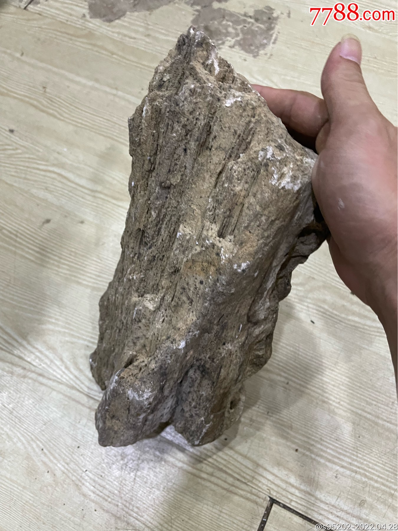 海南木化石